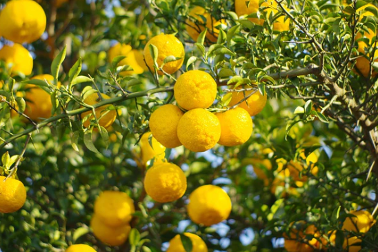 What is Yuzu? .. And Other Japanese Citrus