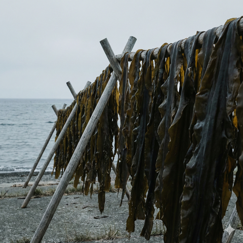 Tsuku Shin, 3 Year Aged Ma Kombu, Kurokuchihama, Grade 1, 500g - SushiSushi